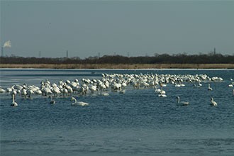 ウトナイ湖見どころ1