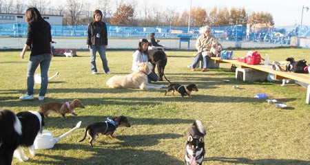 メルヘンの丘ドッグラン1